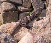 Black Iguana