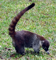 White-nosed Coatimundi