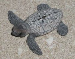 Loggerhead Turtle Hatchling