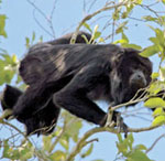 Black Howler Monkey