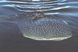 Whale Shark