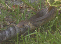 Blacktail Indigo Snake